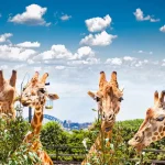 Rekomendasi Destinasi Wisata Australia Wajib Dikunjungi